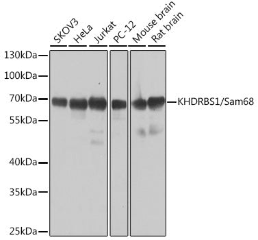 KHDRBS1/Sam68 Rabbit pAb