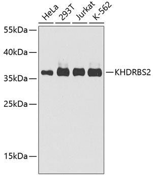KHDRBS2 Rabbit pAb