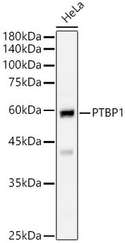 PTBP1 Rabbit pAb