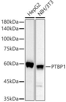 PTBP1 Rabbit pAb