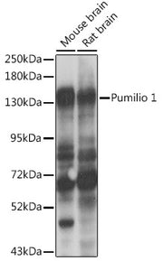 Pumilio 1 Rabbit pAb
