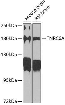 TNRC6A Rabbit pAb