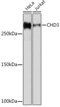CHD3 Rabbit mAb