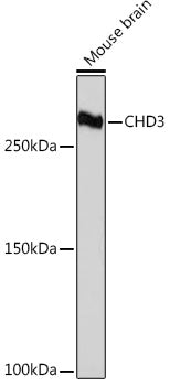 CHD3 Rabbit mAb