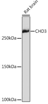 CHD3 Rabbit mAb