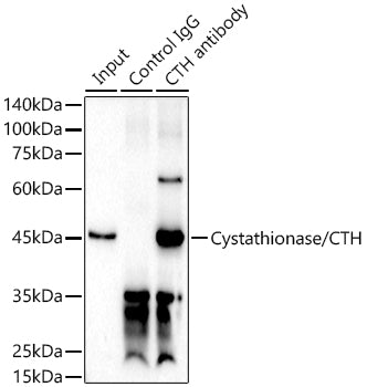 Cystathionase/CTH Rabbit pAb