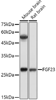 FGF23 Rabbit pAb
