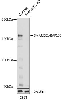 [KO Validated] SMARCC1/BAF155 Rabbit pAb
