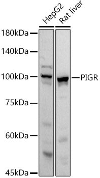 PIGR Rabbit pAb
