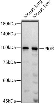 PIGR Rabbit pAb