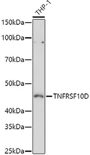 TNFRSF10D Rabbit pAb