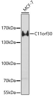 C11orf30 Rabbit pAb