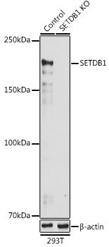 [KO Validated] SETDB1 Rabbit pAb
