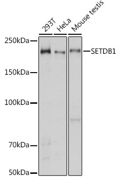 [KO Validated] SETDB1 Rabbit pAb