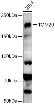[KO Validated] SETDB1 Rabbit pAb