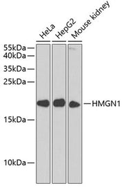 HMGN1 Rabbit pAb