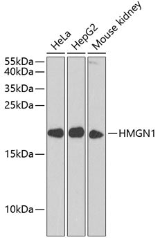HMGN1 Rabbit pAb
