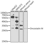 Oncostatin M Rabbit pAb