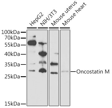 Oncostatin M Rabbit pAb