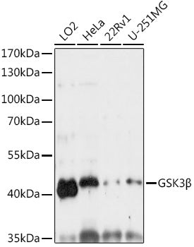 GSK3β Rabbit pAb