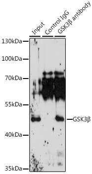 GSK3β Rabbit pAb