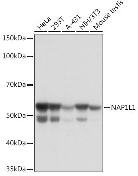NAP1L1 Rabbit mAb