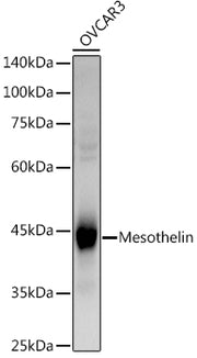 Mesothelin Rabbit pAb