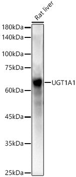 UGT1A1 Rabbit pAb