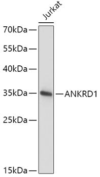 ANKRD1 Rabbit pAb