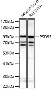 PSD95 Rabbit pAb