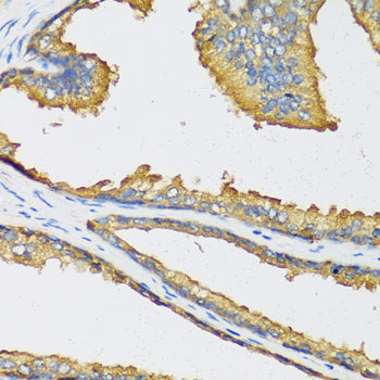 CXCL11 Rabbit pAb