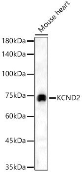 KCND2 Rabbit pAb