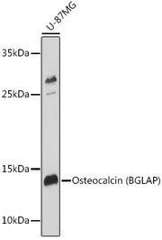 Osteocalcin/OCN Rabbit pAb