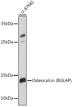 Osteocalcin/OCN Rabbit pAb