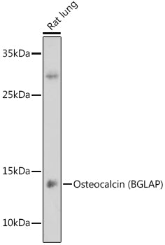 Osteocalcin/OCN Rabbit pAb