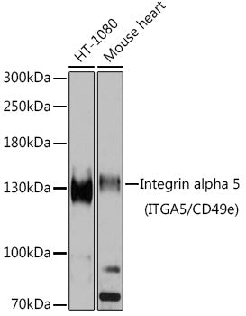 Integrin alpha 5 (ITGA5/CD49e) Rabbit pAb
