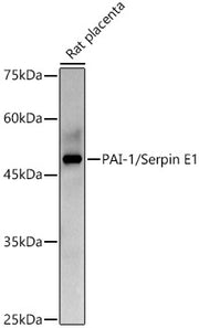 PAI-1/Serpin E1 Rabbit pAb