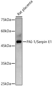 PAI-1/Serpin E1 Rabbit pAb