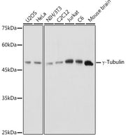 γ-Tubulin Rabbit pAb