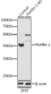 [KO Validated] Flotillin 1 Rabbit pAb