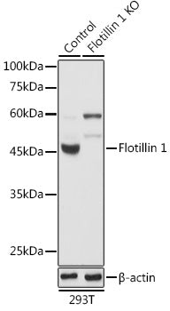 [KO Validated] Flotillin 1 Rabbit pAb