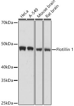 [KO Validated] Flotillin 1 Rabbit pAb