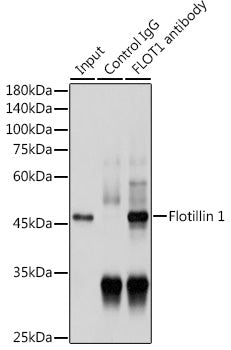 [KO Validated] Flotillin 1 Rabbit pAb