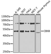CBX8 Rabbit pAb