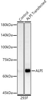 ALPI Rabbit pAb