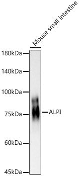 ALPI Rabbit pAb