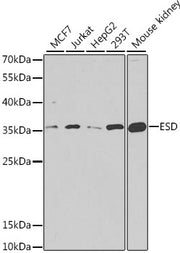 ESD Rabbit pAb