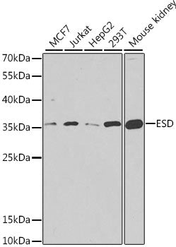 ESD Rabbit pAb