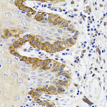 ESD Rabbit pAb