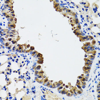 ESD Rabbit pAb
